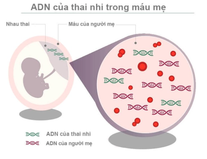 xet nghiem adn thai nhi tan noi